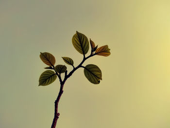 Close-up of flowering plant against sky