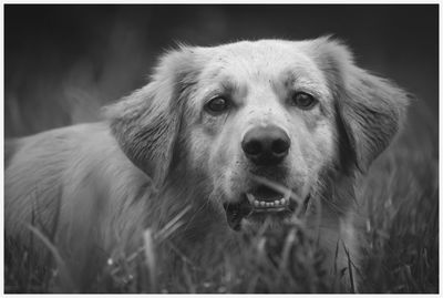 Close-up portrait of dog sticking out tongue outdoors