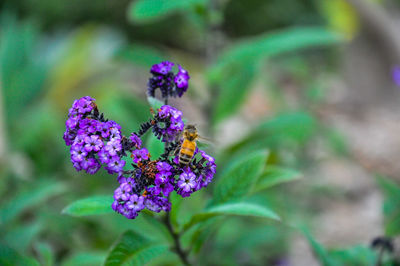 Close-up of purple flowers