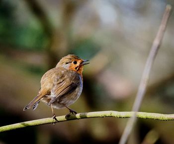 Close-up of robin perching on a plant
