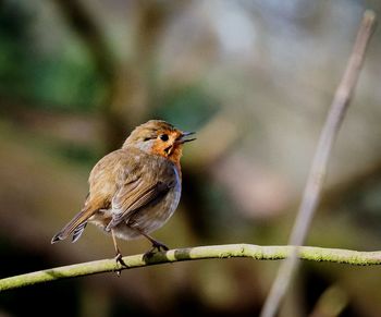 Close-up of bird perching on a plant