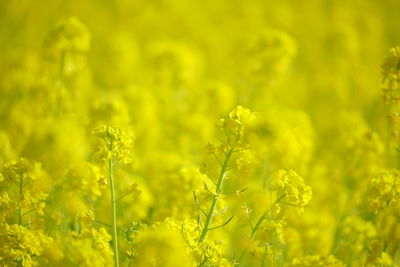 Scenic view of oilseed rape field