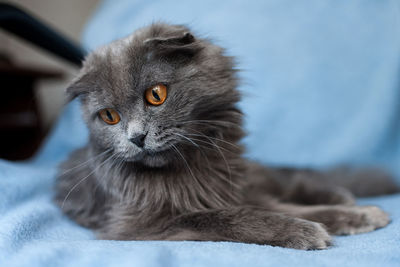 Close-up portrait of cat on bed