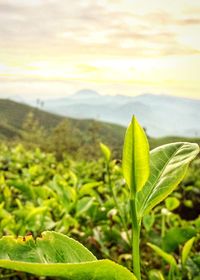 Close-up of fresh green plants against sky