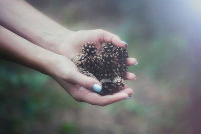 Close-up of hand holding fruit