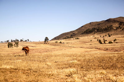 Horses grazing on field against clear sky