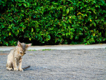 Cat sitting by plants against trees