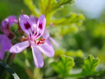 Close-up of flower blooming outdoors