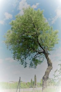 Tree against sky