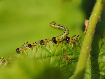 Close-up of insect on leaf