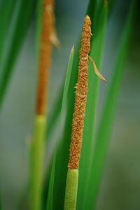 Close-up of plant growing on field