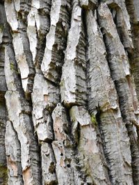 Full frame shot of tree trunk