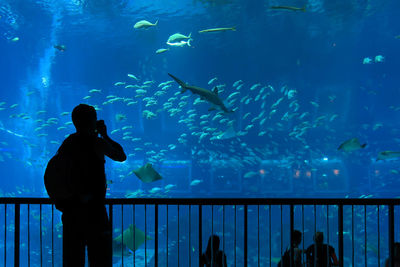 Silhouette of fish swimming in aquarium