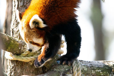 View of cat relaxing on tree trunk