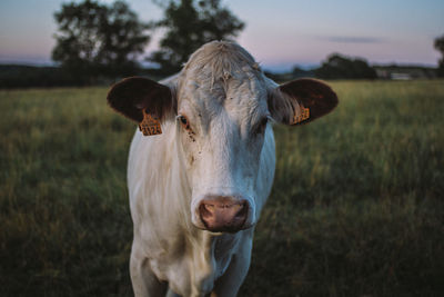 Portrait of cow on field