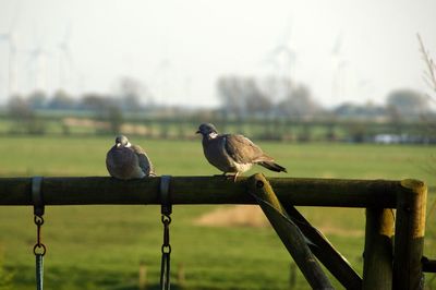 Bird perching on tree