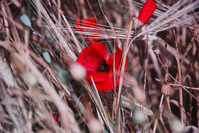 Close-up of red flower against blurred background