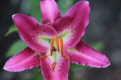 Close-up of pink orchid