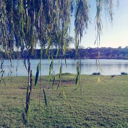 Reflection of trees in lake