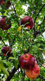 Low angle view of fruits on tree