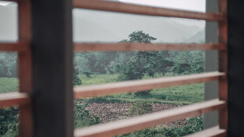 Close-up of plants seen through window