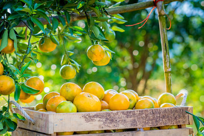 Close-up of fruits in greenhouse