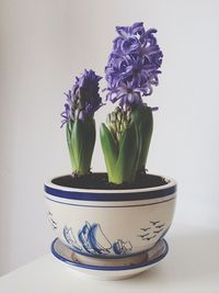 Close-up of potted plant