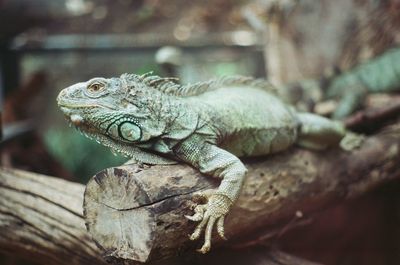 Close-up of lizard