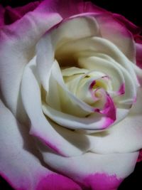 Close-up of pink rose blooming outdoors