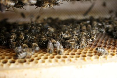 Close-up of bee on sea