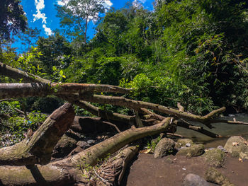 Scenic view of forest