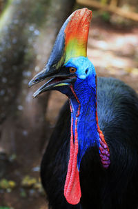 Close-up of peacock