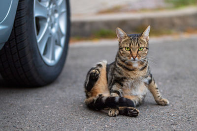 Cat sitting in yoga pose on the road