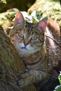 Close-up portrait of tabby cat