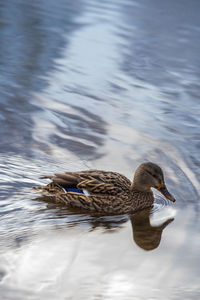 Duck swimming in lake