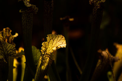 Close-up of carnivora plant