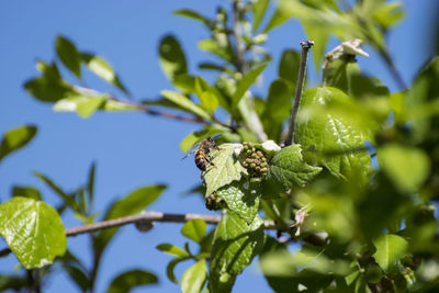 Close-up of plant