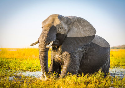 Elephant standing on field