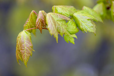 Close-up of green leaves on plant