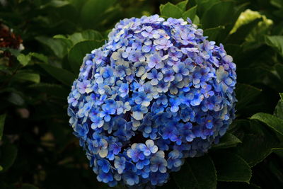 Close-up of blue hydrangea flowers