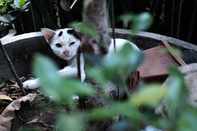 Look at my face, portrait of a cat behind the trees