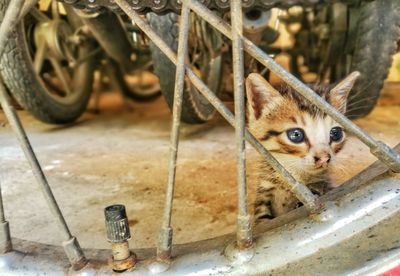 Close-up portrait of a cat