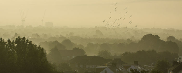 Trees and houses against sky during foggy weather