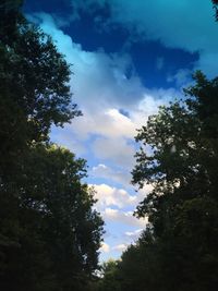 Low angle view of trees against sky