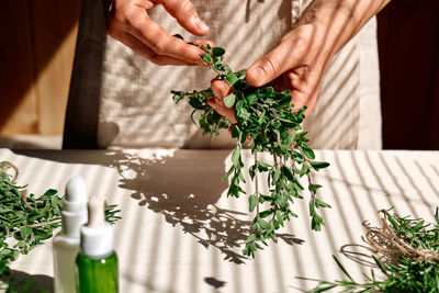 Alternative medicine. woman holding in her hands a bunch of marjoram.