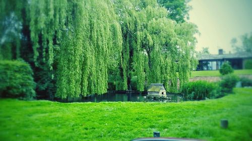 Trees on grassy field