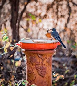 Close-up of bird perching on feeder