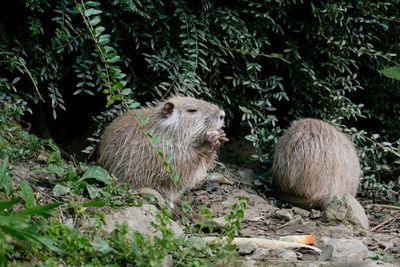 View of animals in forest