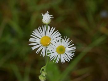 Close-up of white daisy flower