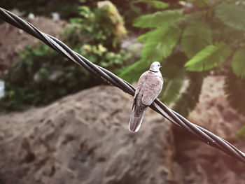 bird